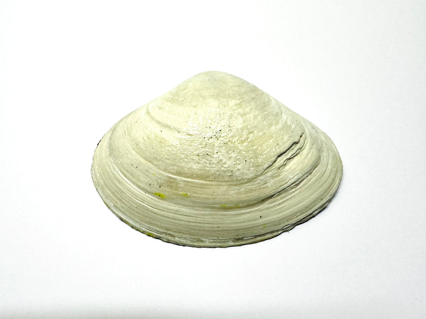 Kézzel festett kagylóhéj / Handpainted seashell