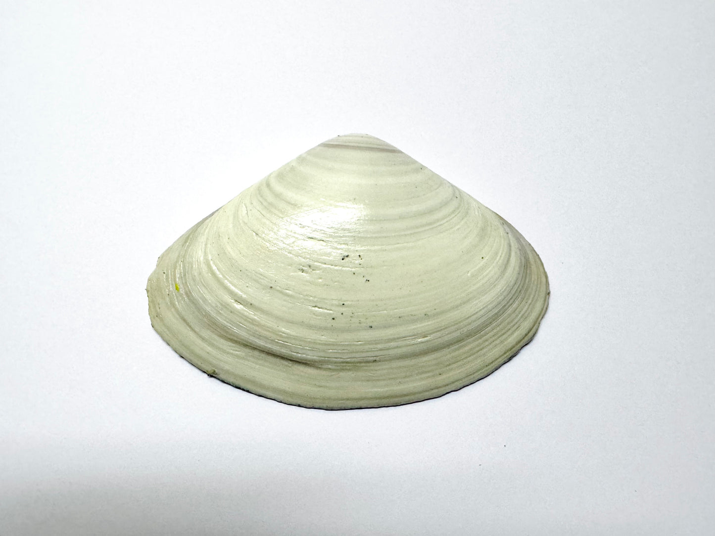 Kézzel festett kagylóhéj / Handpainted seashell